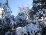 gal/2009/14 - neve 19-20 dicembre/neve_domenica_20_12/_thb_macchia-innevata.jpg